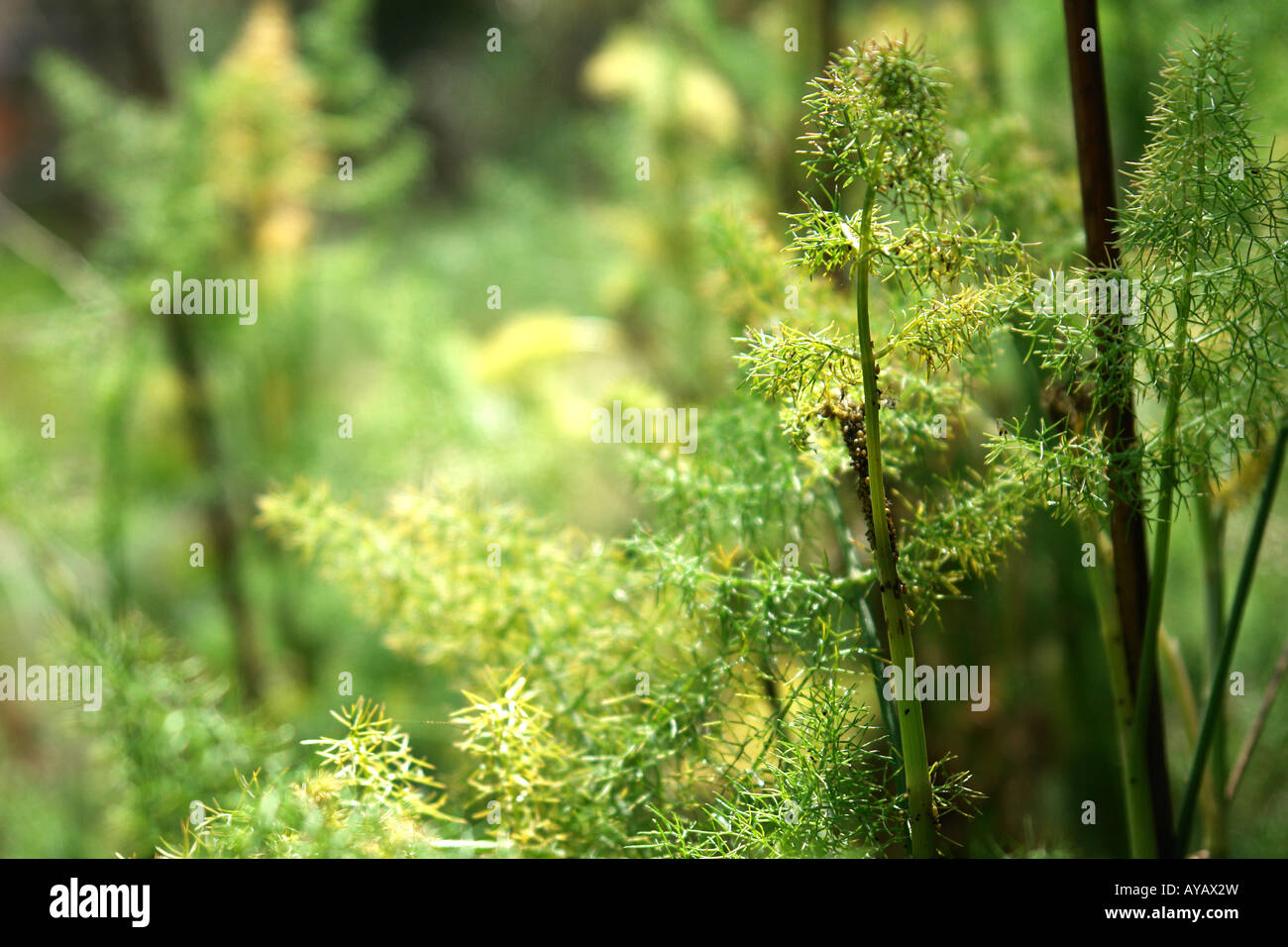 La vegetazione verde Foto Stock