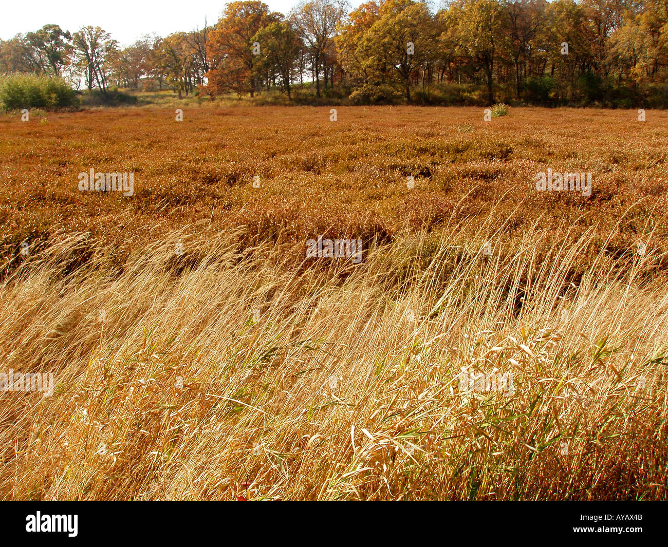 Bog glaciale Foto Stock