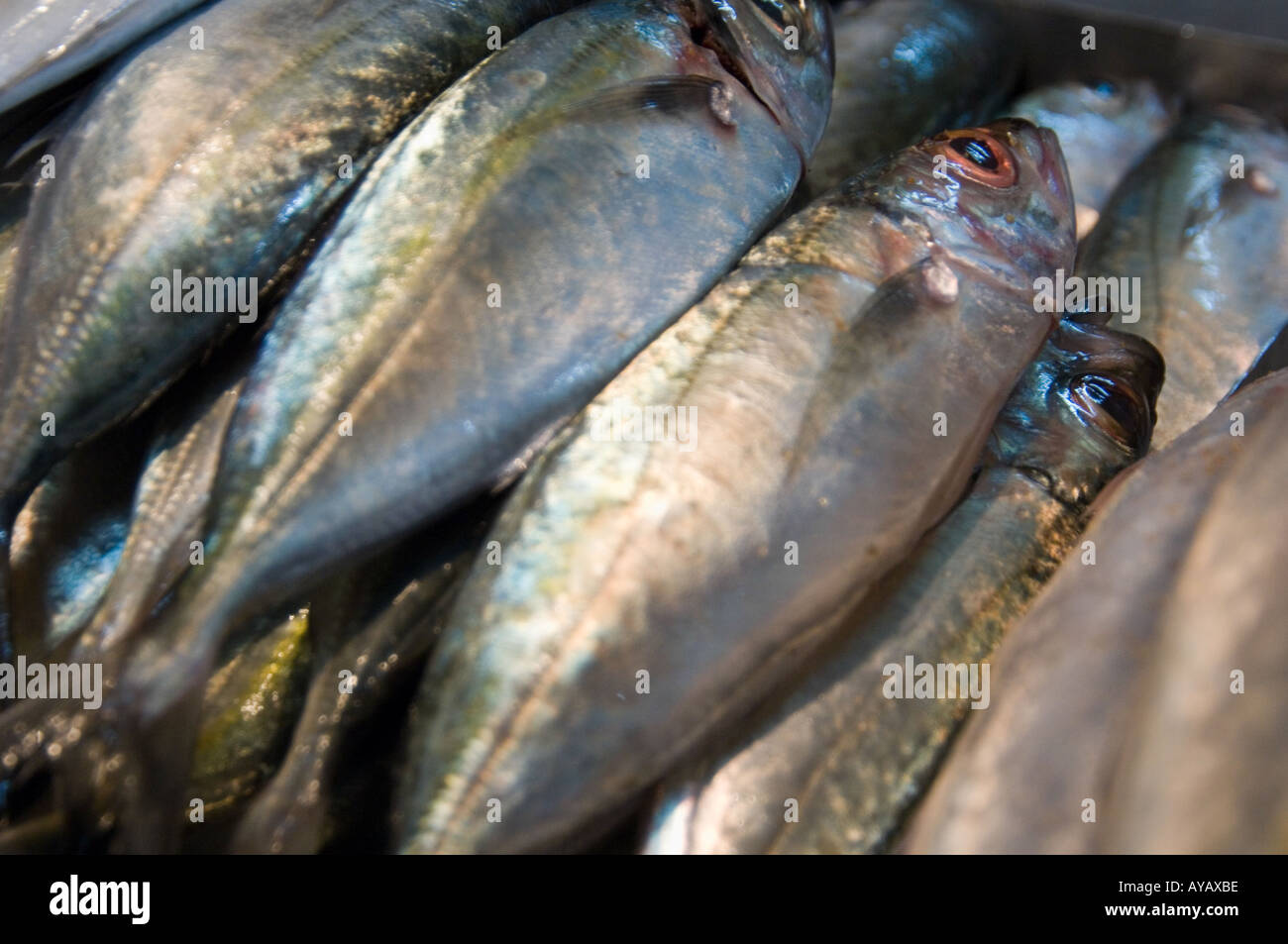 Pesce fresco in vendita al mercato di Nuwara Eliya, nei pressi di Kandy, Sri Lanka. Foto Stock