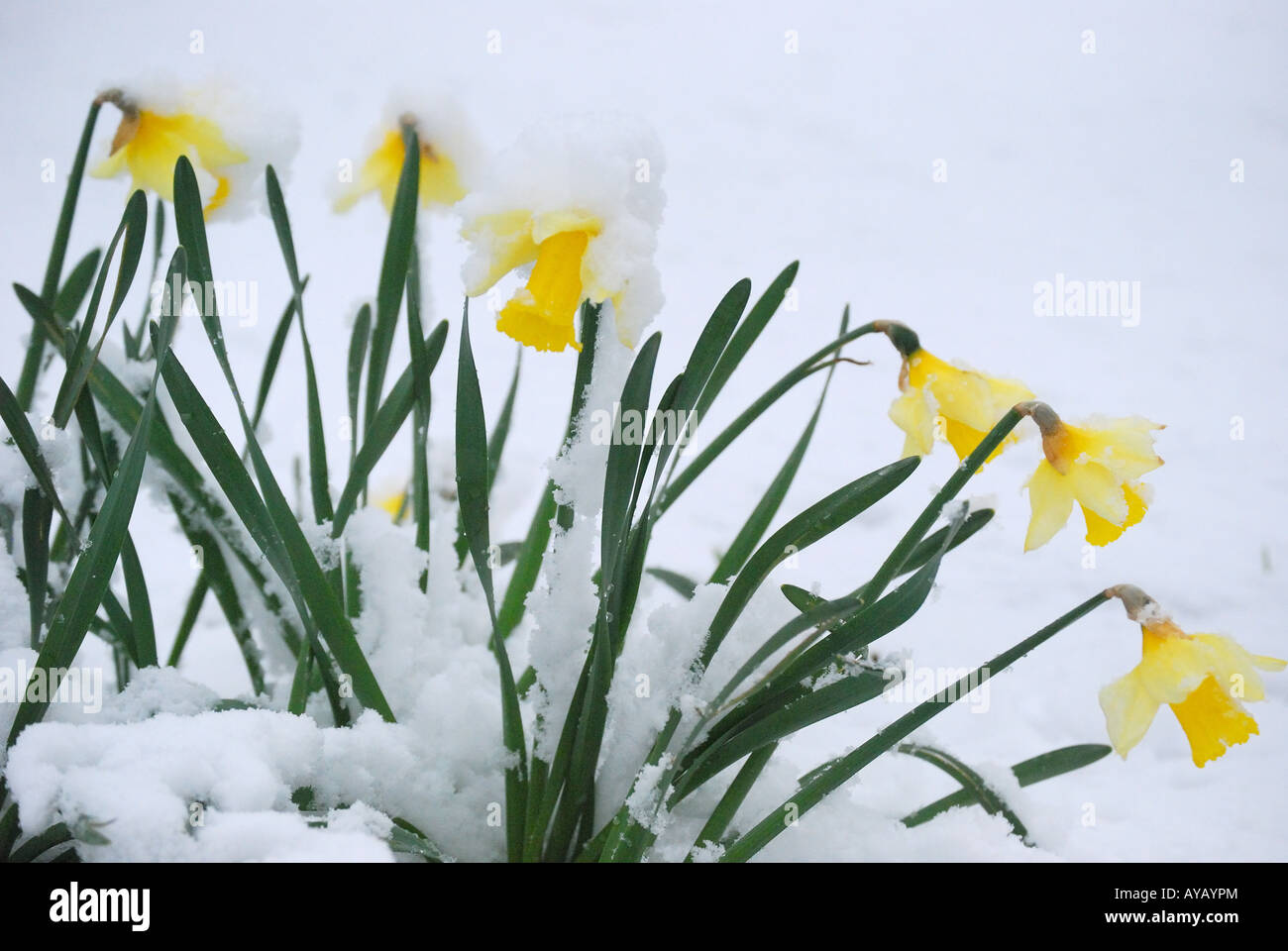 Giunchiglie ricoperta di neve Lyne, Virginia Water, Surrey, England, Regno Unito Foto Stock