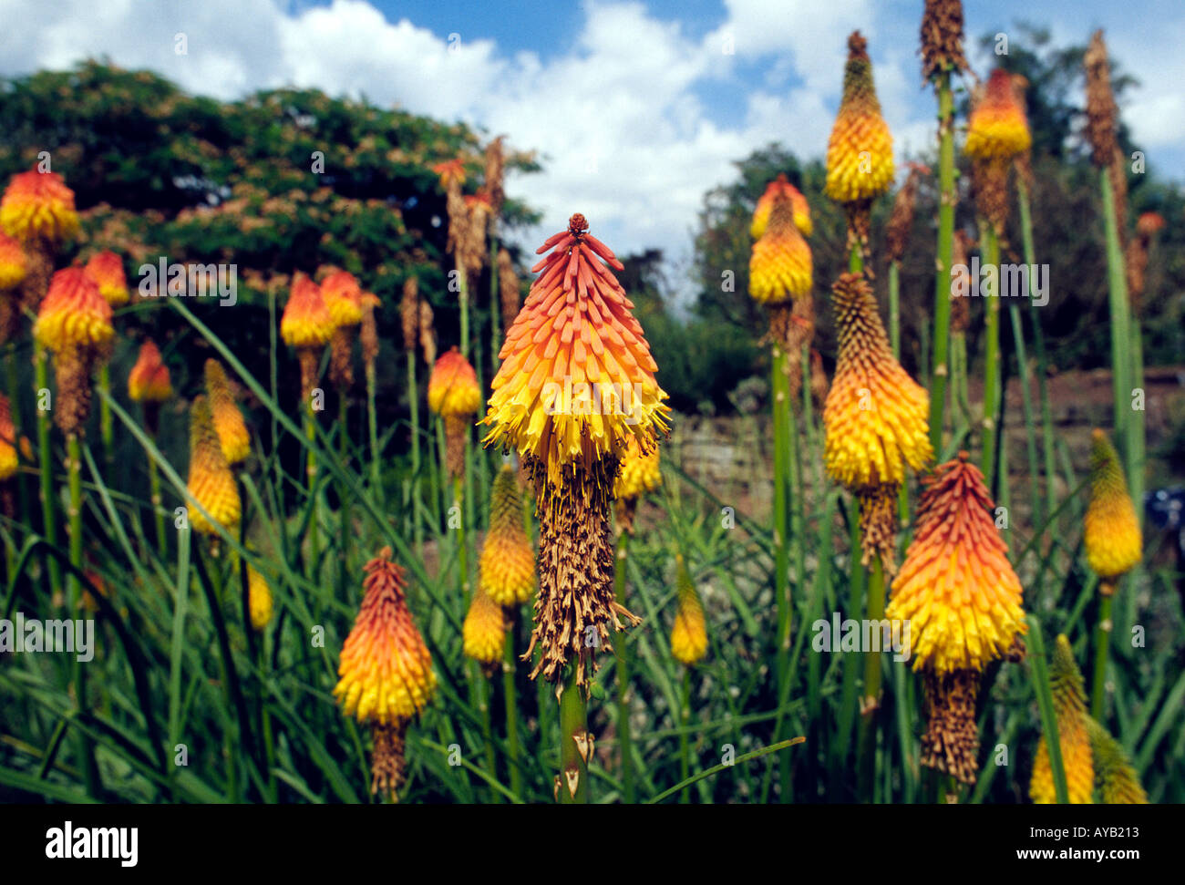 Fiori a Kew Gardens a Londra Foto Stock