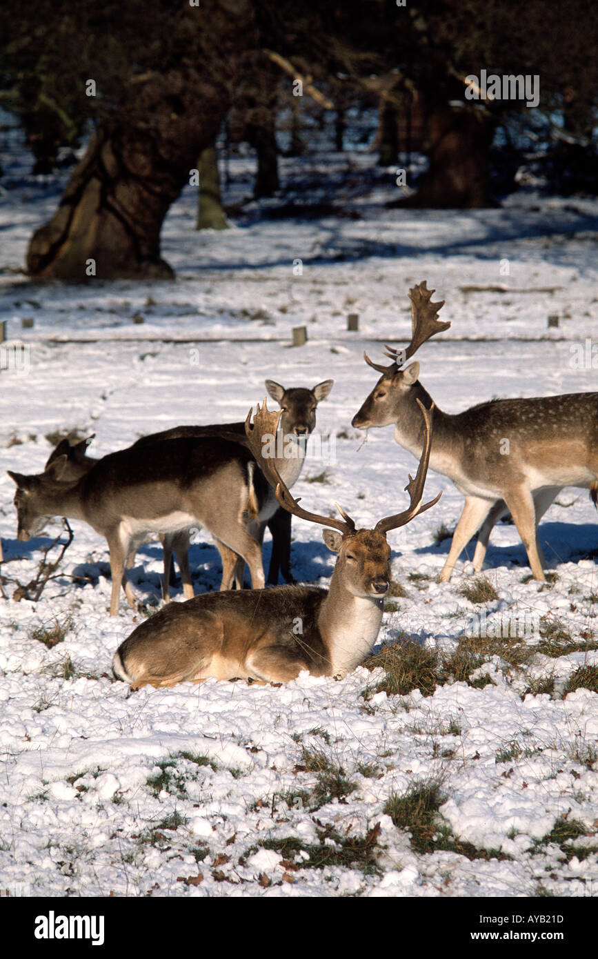 Cervi in Richmond Park nel sud-ovest di Londra in inverno Foto Stock
