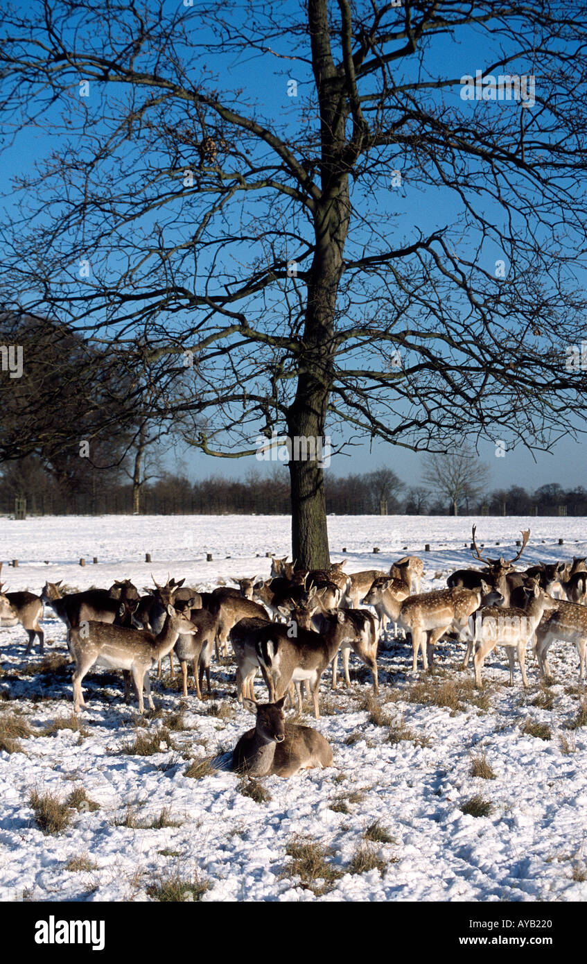 Cervi in Richmond Park nel sud-ovest di Londra in inverno Foto Stock