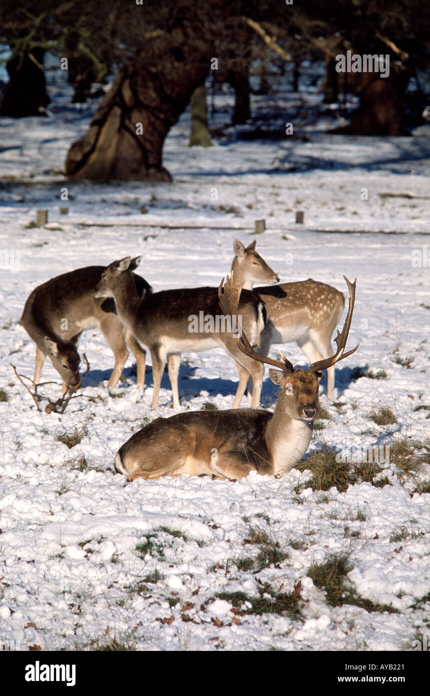 Cervi in Richmond Park nel sud-ovest di Londra in inverno Foto Stock