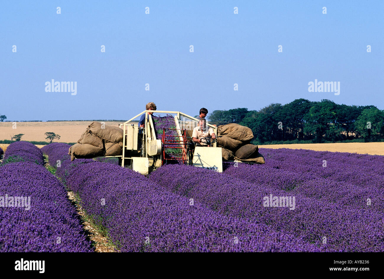 Raccolta di lavanda in una fattoria a Heacham Norfolk Foto Stock