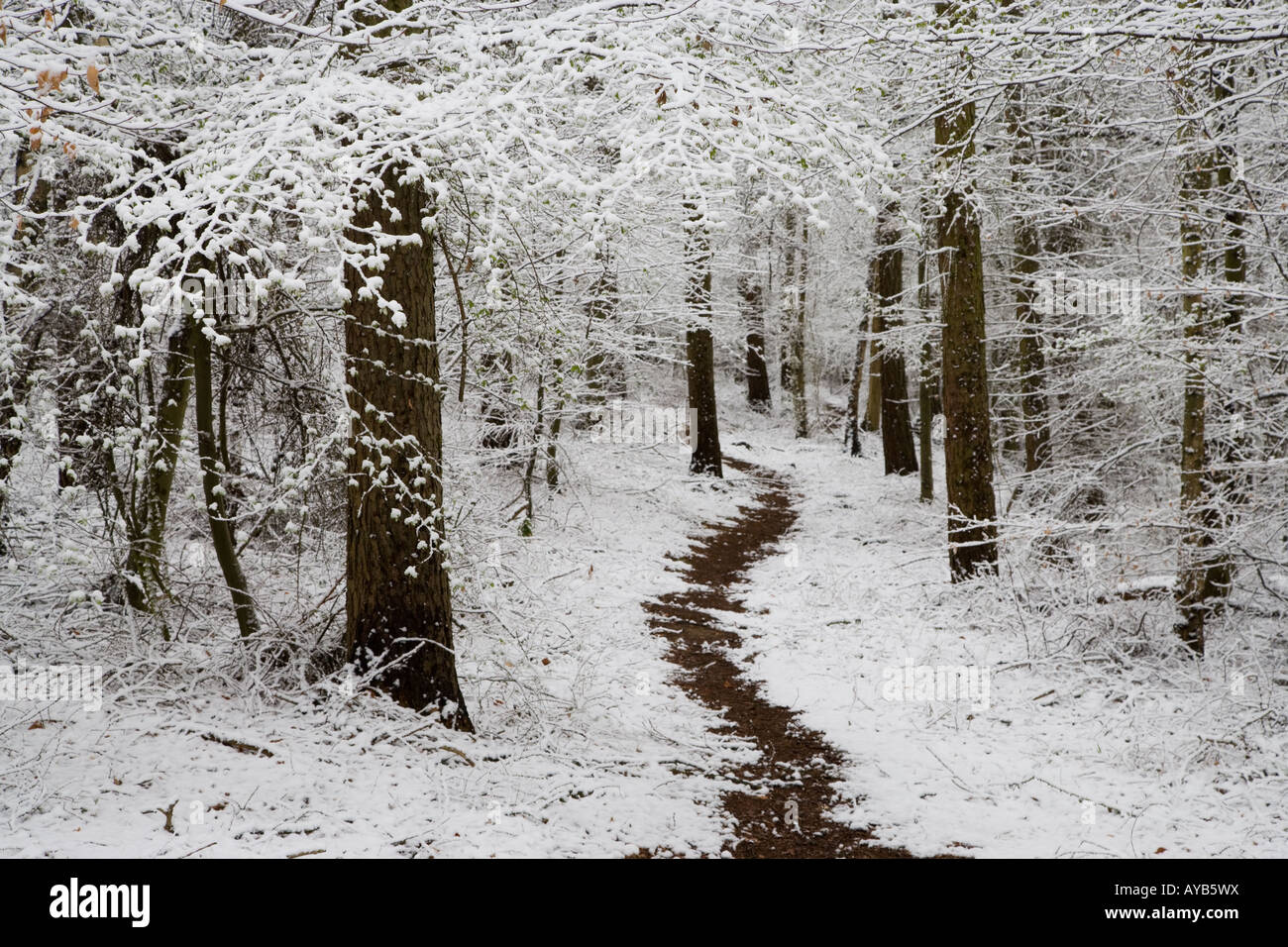 Faggi sotto la neve a fianco di un paese di sentiero. Foto Stock