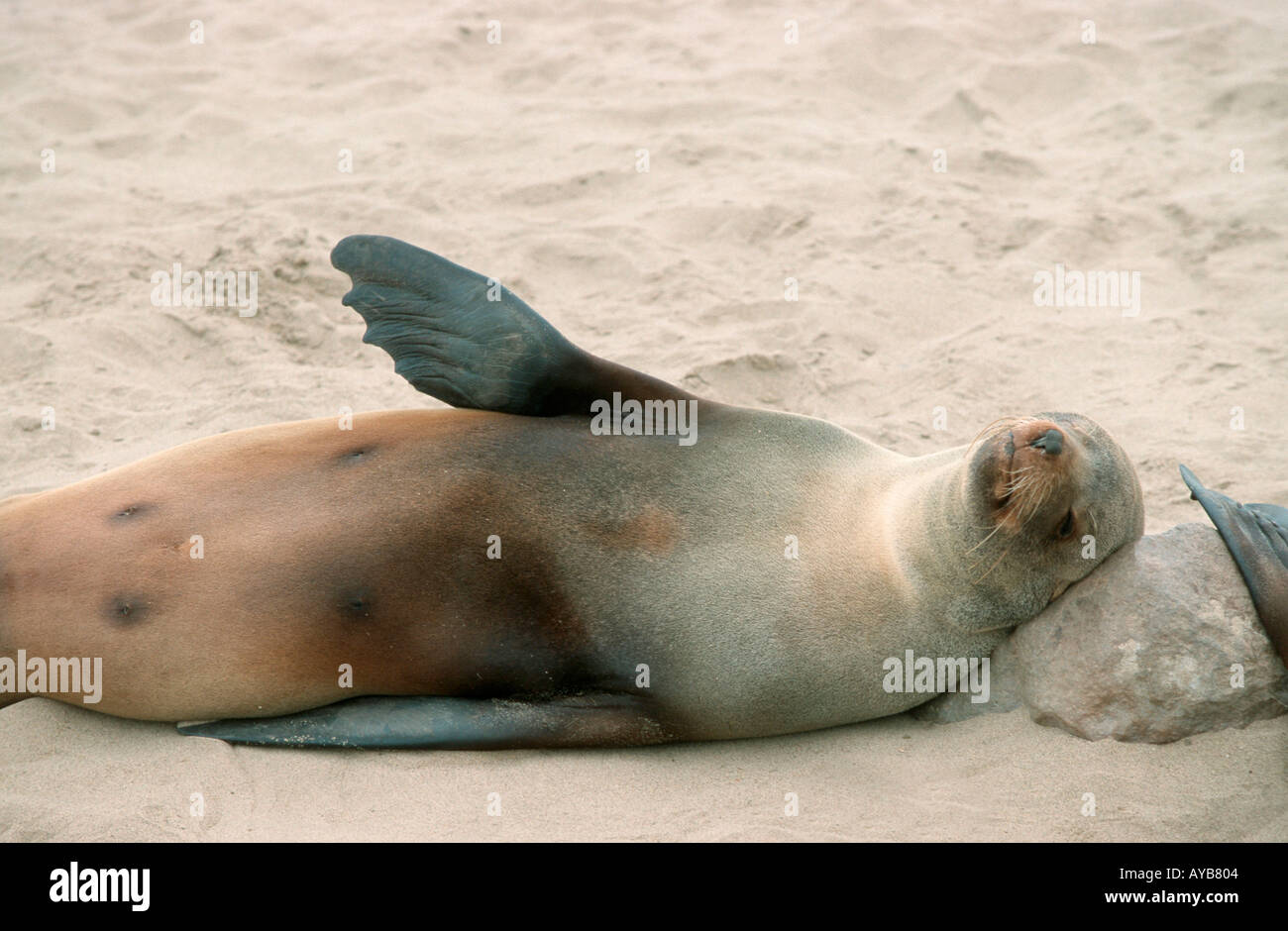 South African pelliccia sigillo di Cape Cross Namibia Arctocephalus pusillus Suedafrikanischer Seebaer Cape Cross Namibia Zwergseebär Foto Stock