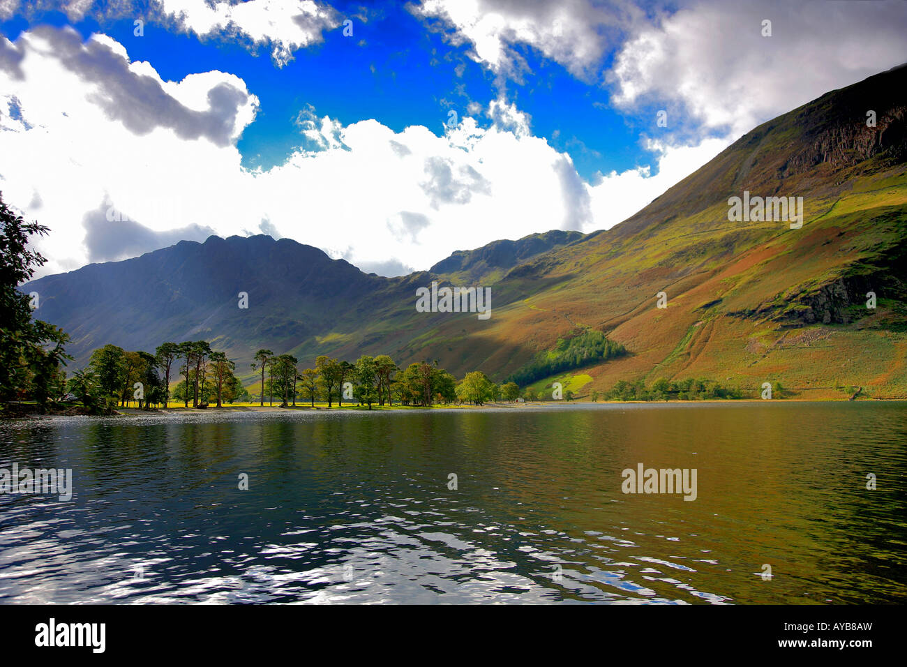 Il Buttermere alberi di pino sulla riva del Lake District Cumbria Inghilterra Gran Bretagna REGNO UNITO Foto Stock