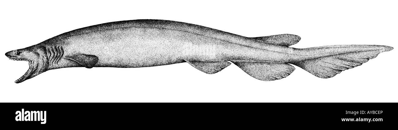 Frilled Shark (Chlamydoselachus anguineus), disegno Foto Stock