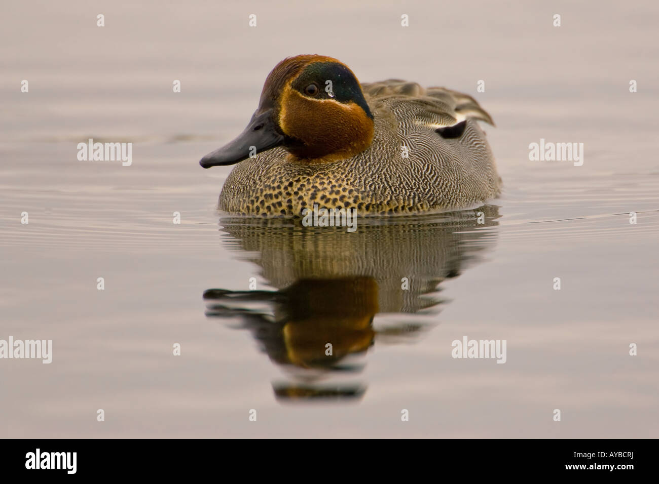 Teal, Anas crecca Foto Stock