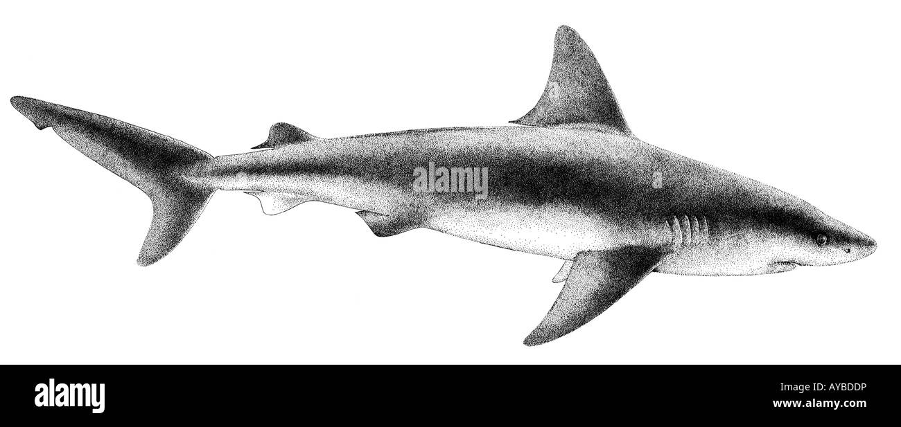 Sandbar Shark (Carcharhinus plumbeus), illustrazione Foto Stock Sandbar Shark (Carcharhinus plumbeus), illustrazione Foto Stock