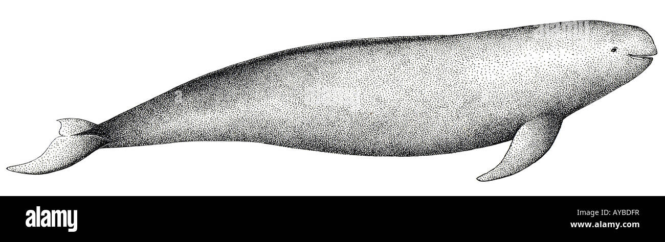 Finless focena (Neophocaena phocaenoides, disegno Foto Stock