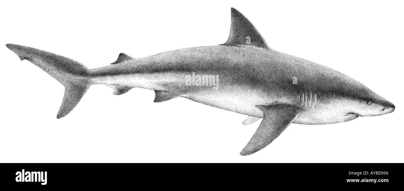 Squalo toro (Carcharhinus leucas), disegno Foto Stock
