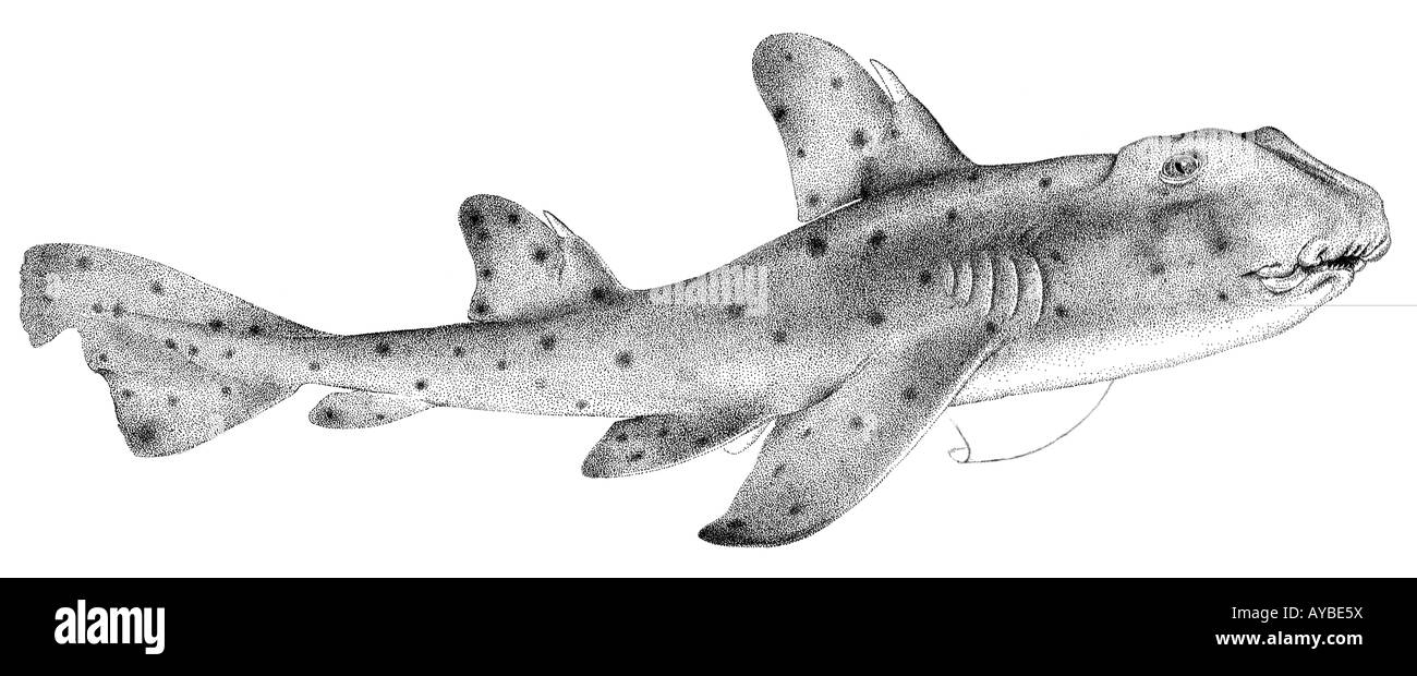 Avvisatore acustico (squalo Heterodontus francisci), disegno Foto Stock