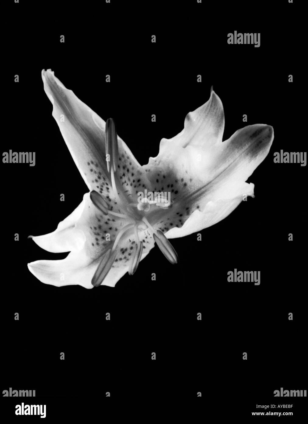 In bianco e nero girato Orchid Foto Stock