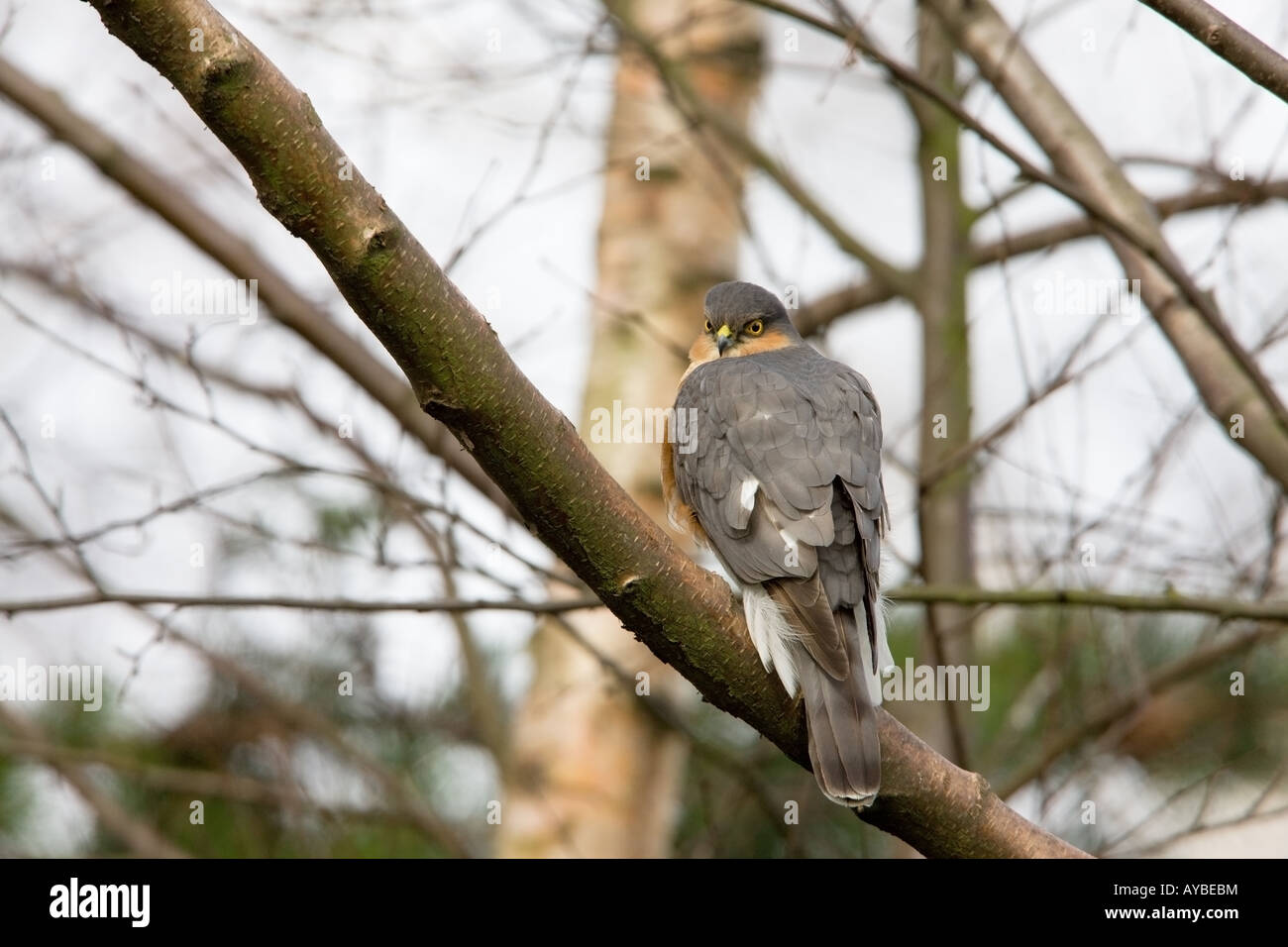 Eurasian Sparviero Accipiter nisus arroccata su un argento betulla Foto Stock