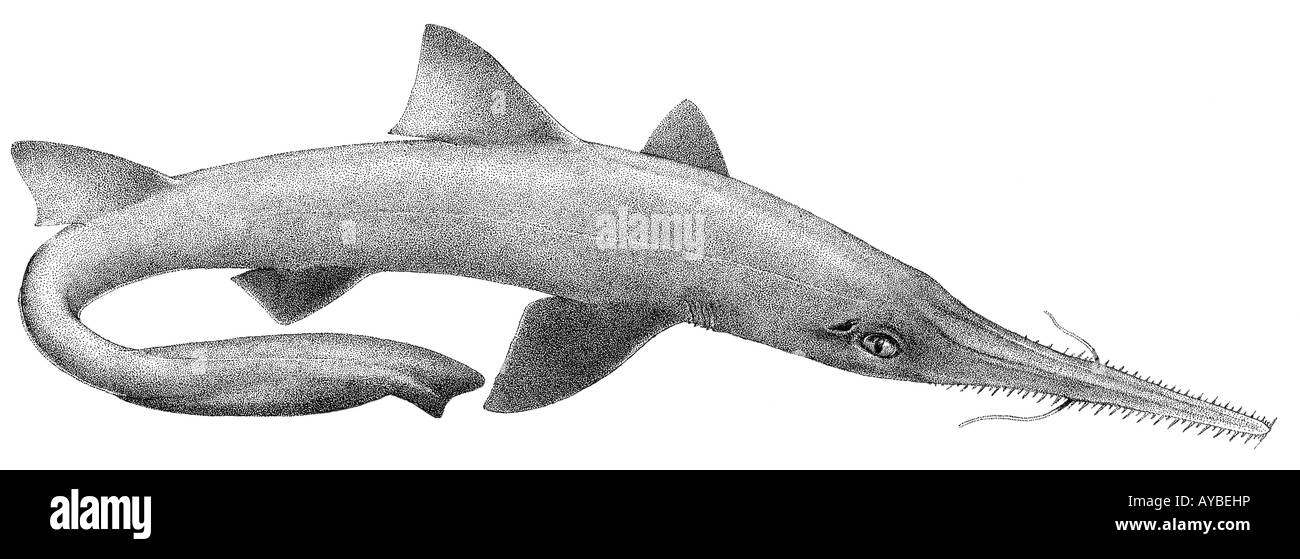 American Sawshark, Bahamas Sawshark (Pristiophorus schroederi), disegno Foto Stock