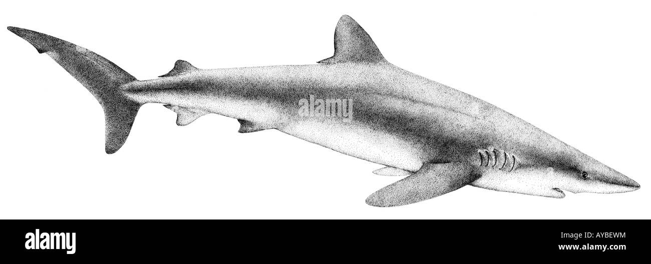 Silky Shark (Carcharhinus falciformis), disegno Foto Stock