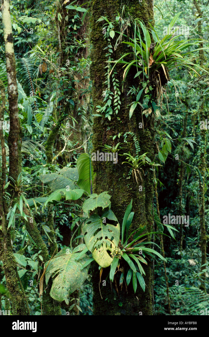 Tronco di alberi ricoperto di epifiti nella foresta pluviale tropicale di pianura vicino a Tutunendo nel dipartimento di Chocó, parte del punto caldo della biodiversità di Tumbes-Chocó-Magdalena in Colombia, Sud America. Foto Stock