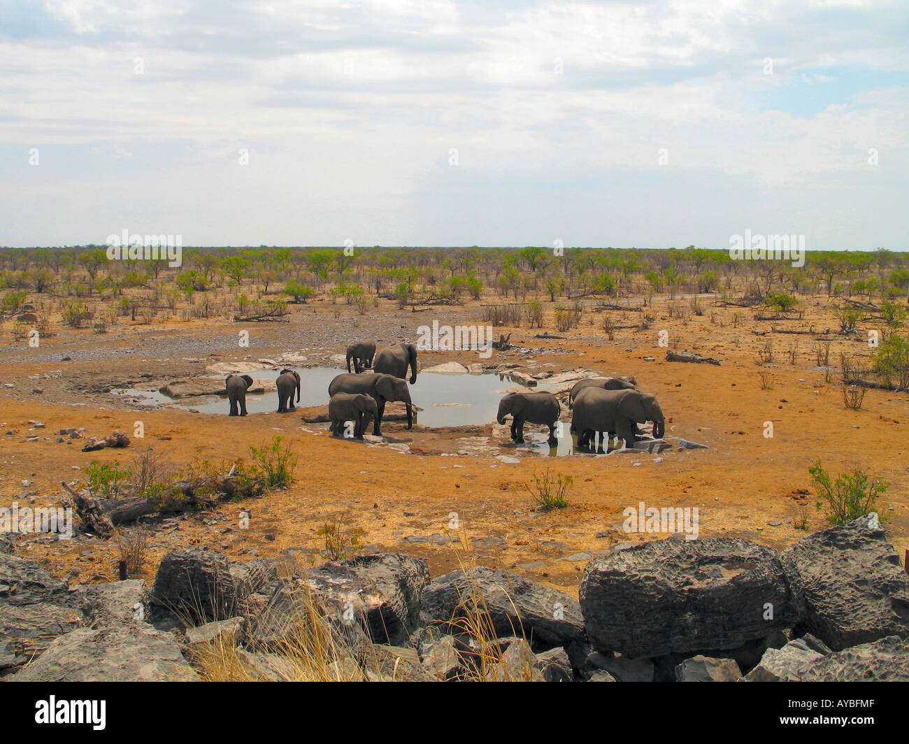 Una famiglia elephant di bere in corrispondenza di un foro per l'acqua nel parco nazionale Etosha in Namibia, Africa Foto Stock