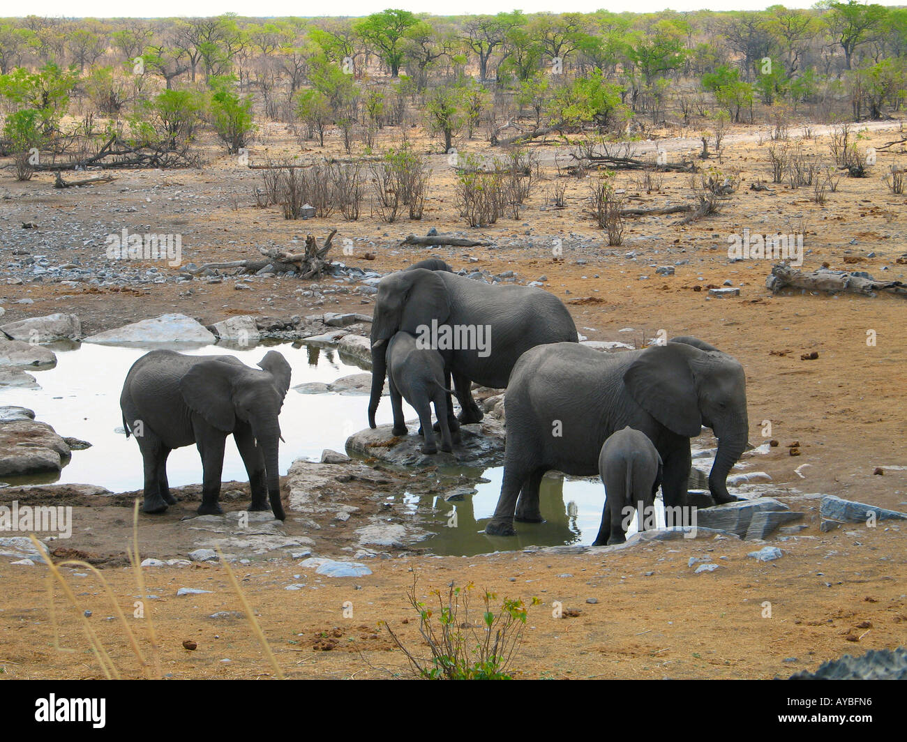 Una famiglia elephant di bere in corrispondenza di un foro per l'acqua nel parco nazionale Etosha in Namibia, Africa Foto Stock