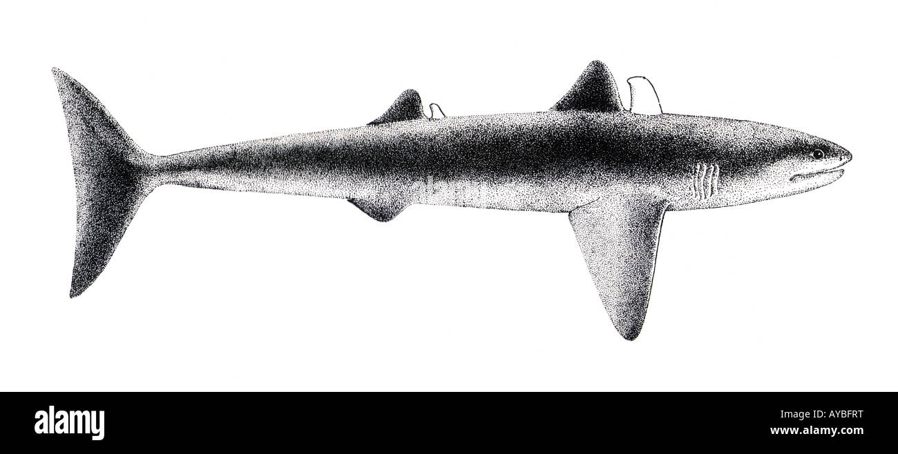 Antico squalo Cladoselache, disegno. Fine Devoniano, 370 milioni di anni fa Foto Stock