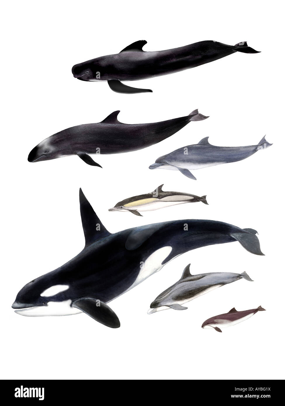 Diverse piccole balene dentate disegno Foto Stock