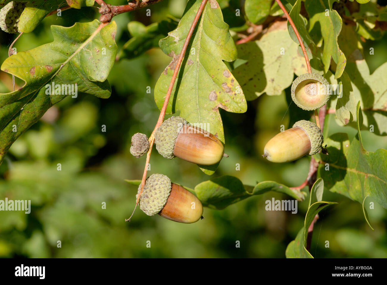 Mature ghiande semi del Pedunculate o Quercia farnia Quercus robur pronto a scendere dalla loro tazze vi è un vuoto di acorn e coppa Foto Stock