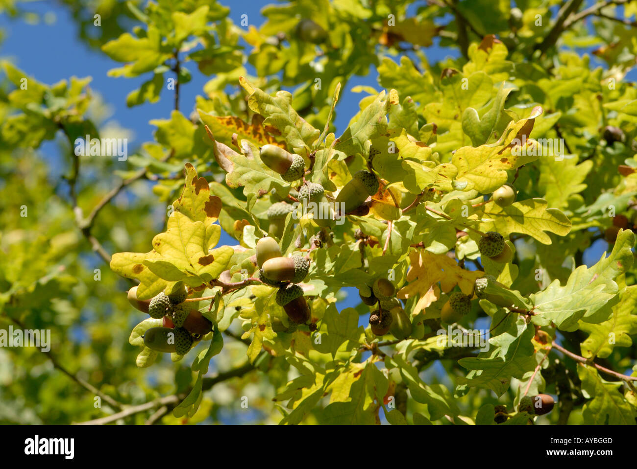Mature ghiande semi del Pedunculate o Quercia farnia Quercus robur pronto a scendere dalla loro coppe e foglie di autunno Foto Stock