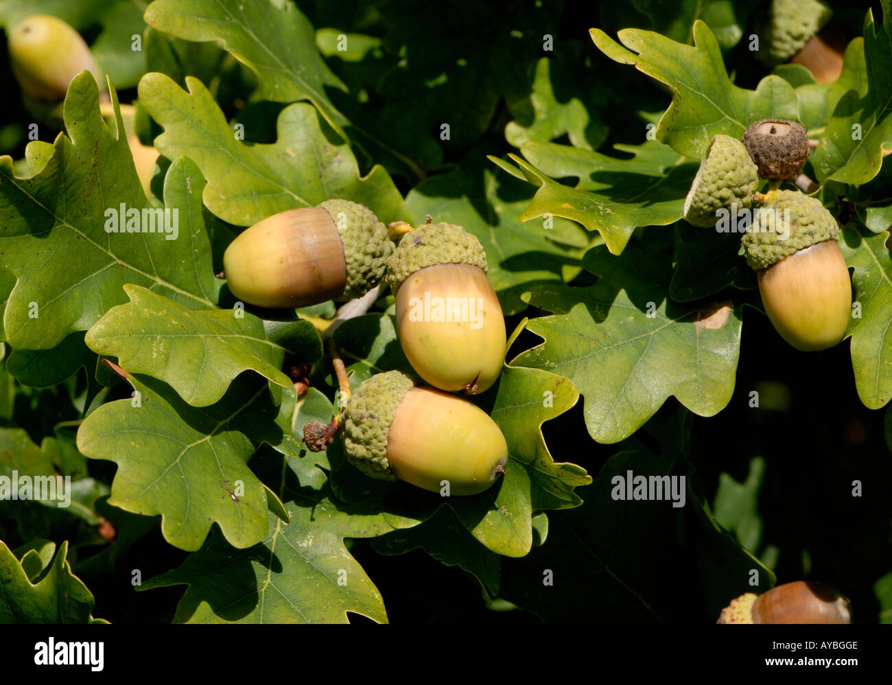 Mature ghiande semi del Pedunculate o Quercia farnia Quercus robur pronto a scendere dalla loro tazze vi è un vuoto di acorn e coppa Foto Stock