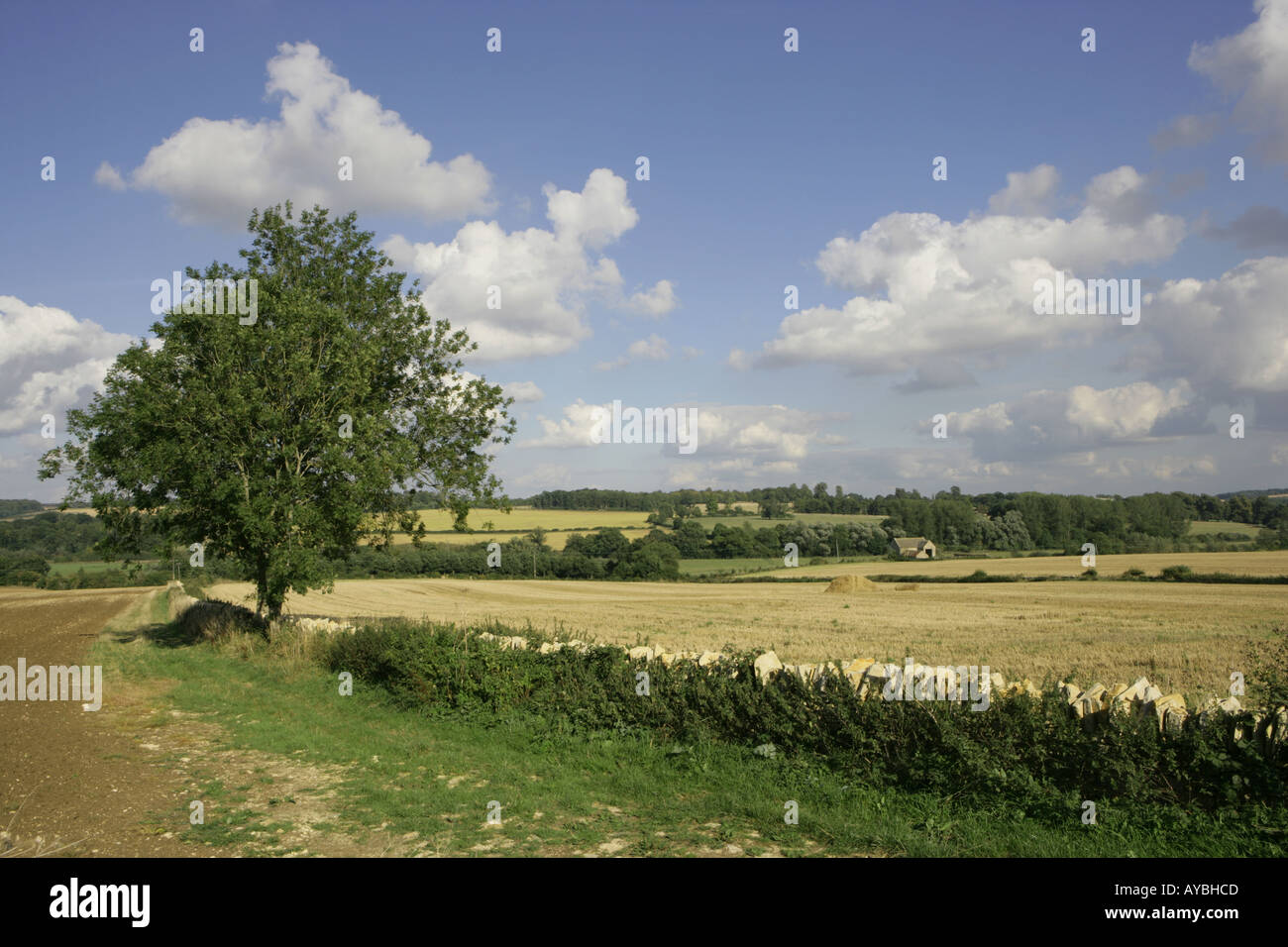 I fantastici Cotswolds lato paese nella valle Windrush su un fine giornata d'estate. Windrush valle vicino a Northleach Foto Stock