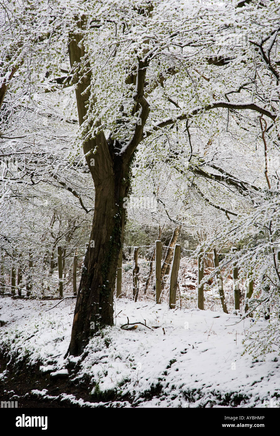 Congelati coperto di neve sui rami di un albero di faggio in una esterna inverno scena di neve in Seer Green Buckinghamshire Foto Stock