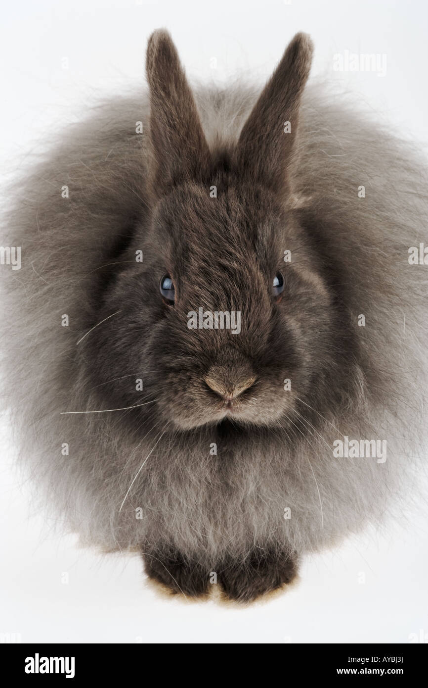 Il francese il coniglio d'Angora varietà di conigli domestici allevati per  la sua lunga morbida lana Seta capelli originato in Ankara Turchia Foto  stock - Alamy