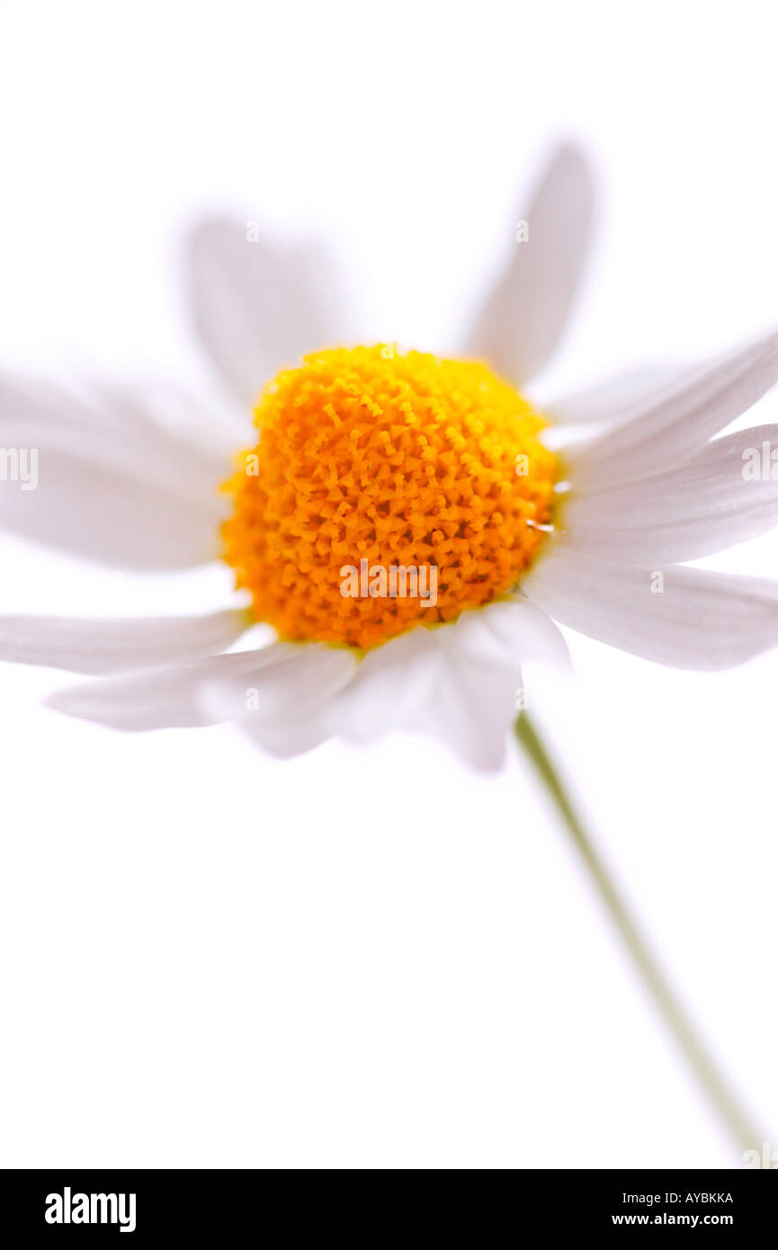 Chamaemelum nobile (Camomilla Romana) - unico fiore contro uno sfondo bianco Foto Stock