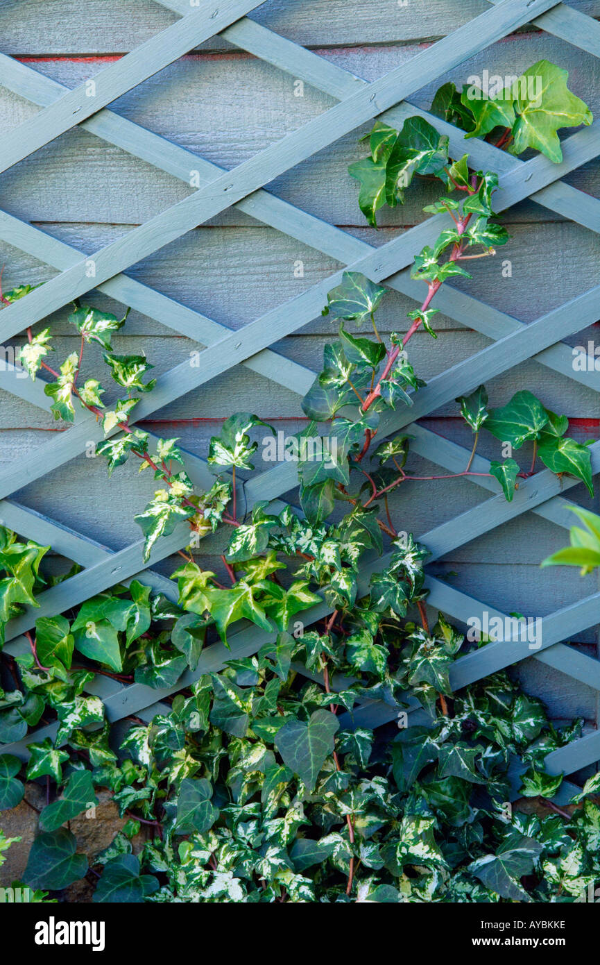 Hedera helix (ivy) Salendo attraverso un traliccio verniciato Foto Stock