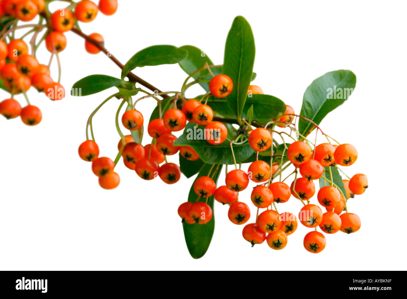 Pyracantha Firethorn. Close-up di bacche arancio contro uno sfondo bianco Foto Stock