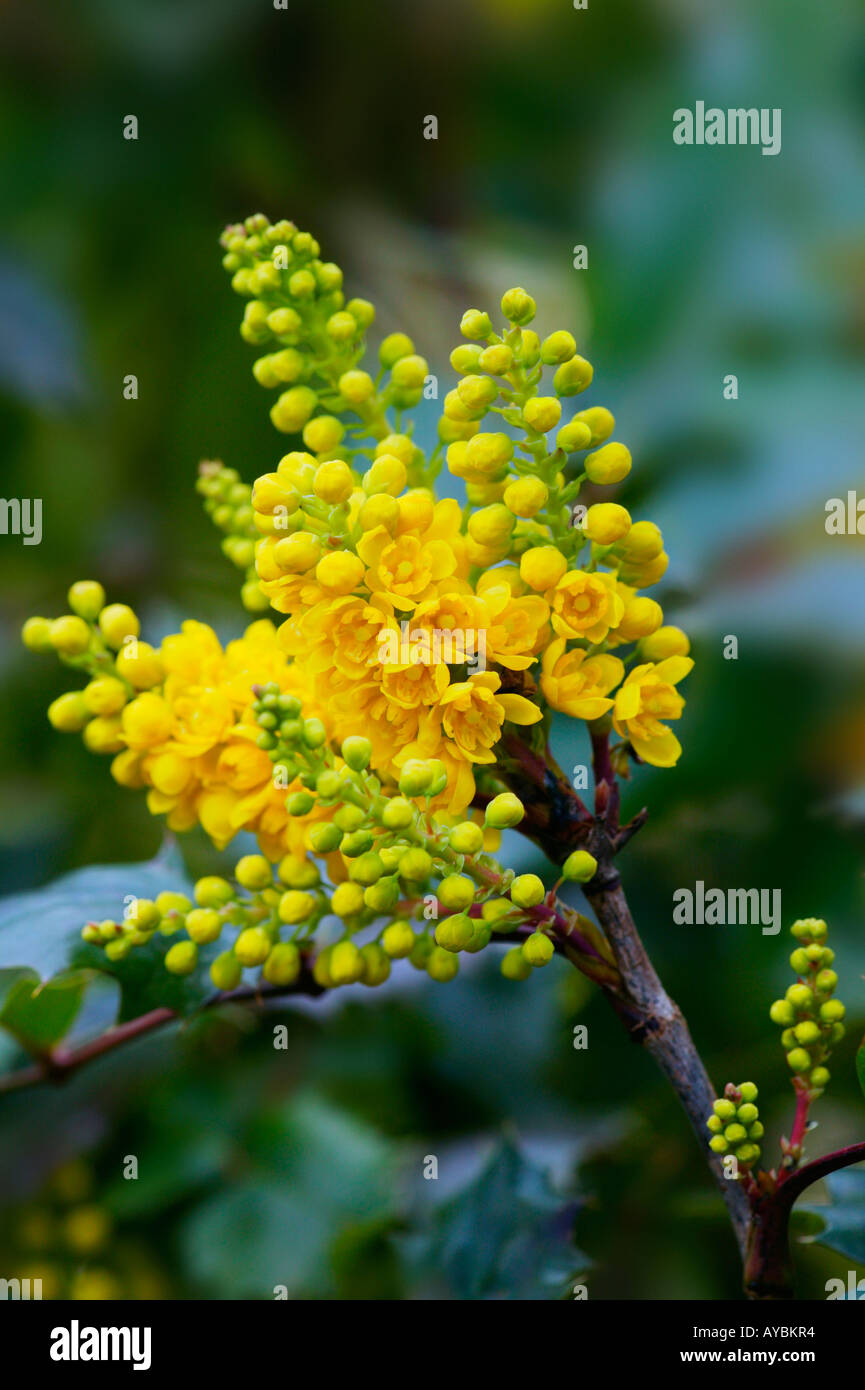 Mahonia x media 'Charity' fiori profumati nel mese di febbraio, Gloucestershire UK Foto Stock