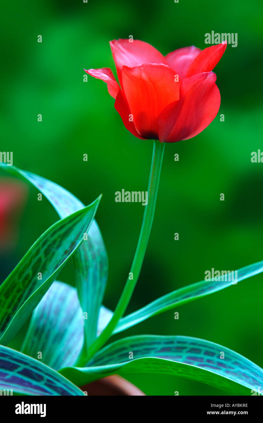 " Red Riding Hood" Tulip. Close-up di singolo fiore rosso in aprile, Oxfordshire, Regno Unito Foto Stock