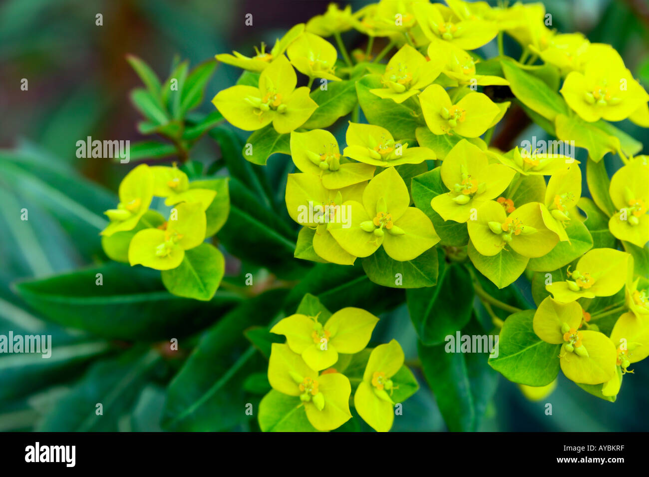 Euphorbia 'Cornigera' (comunemente noto come Euforbia Milkweed o). Colore giallo-verde brattee in luglio, Oxfordshire, Regno Unito Foto Stock