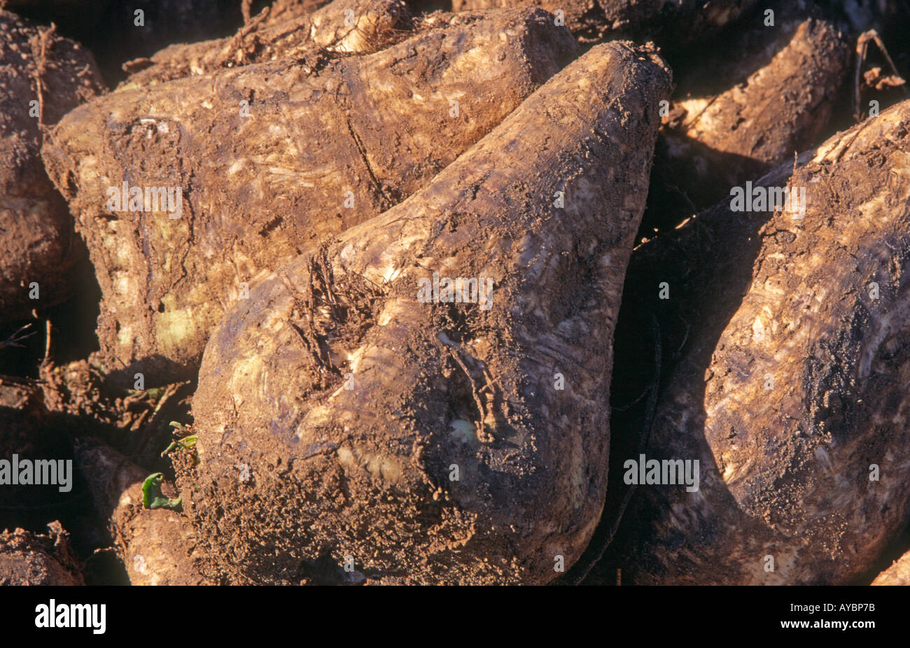 La barbabietola da zucchero ammucchiati dopo il raccolto da vicino Foto Stock