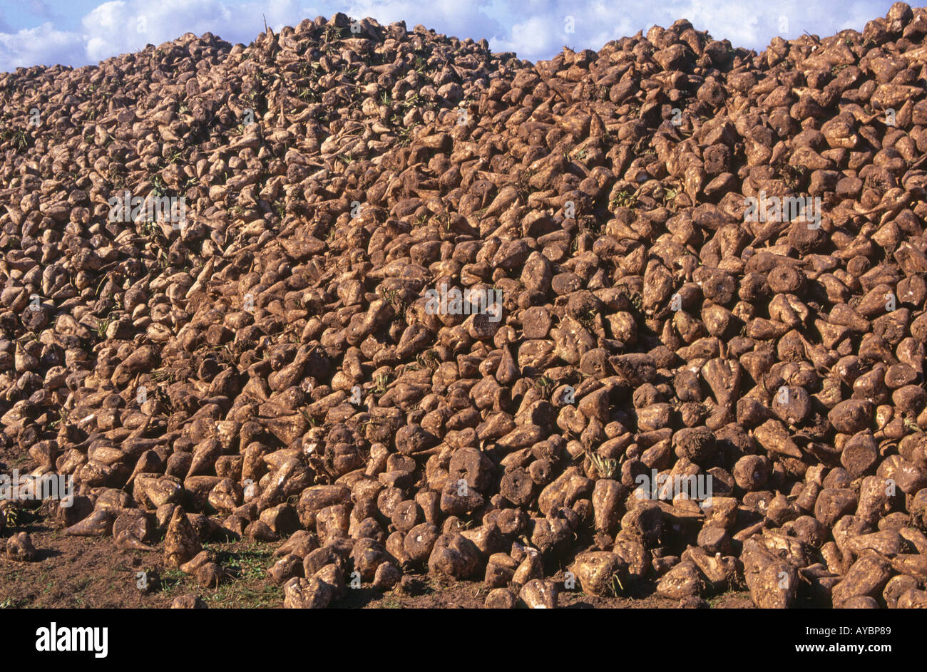 La barbabietola da zucchero ammucchiati dopo il raccolto Foto Stock