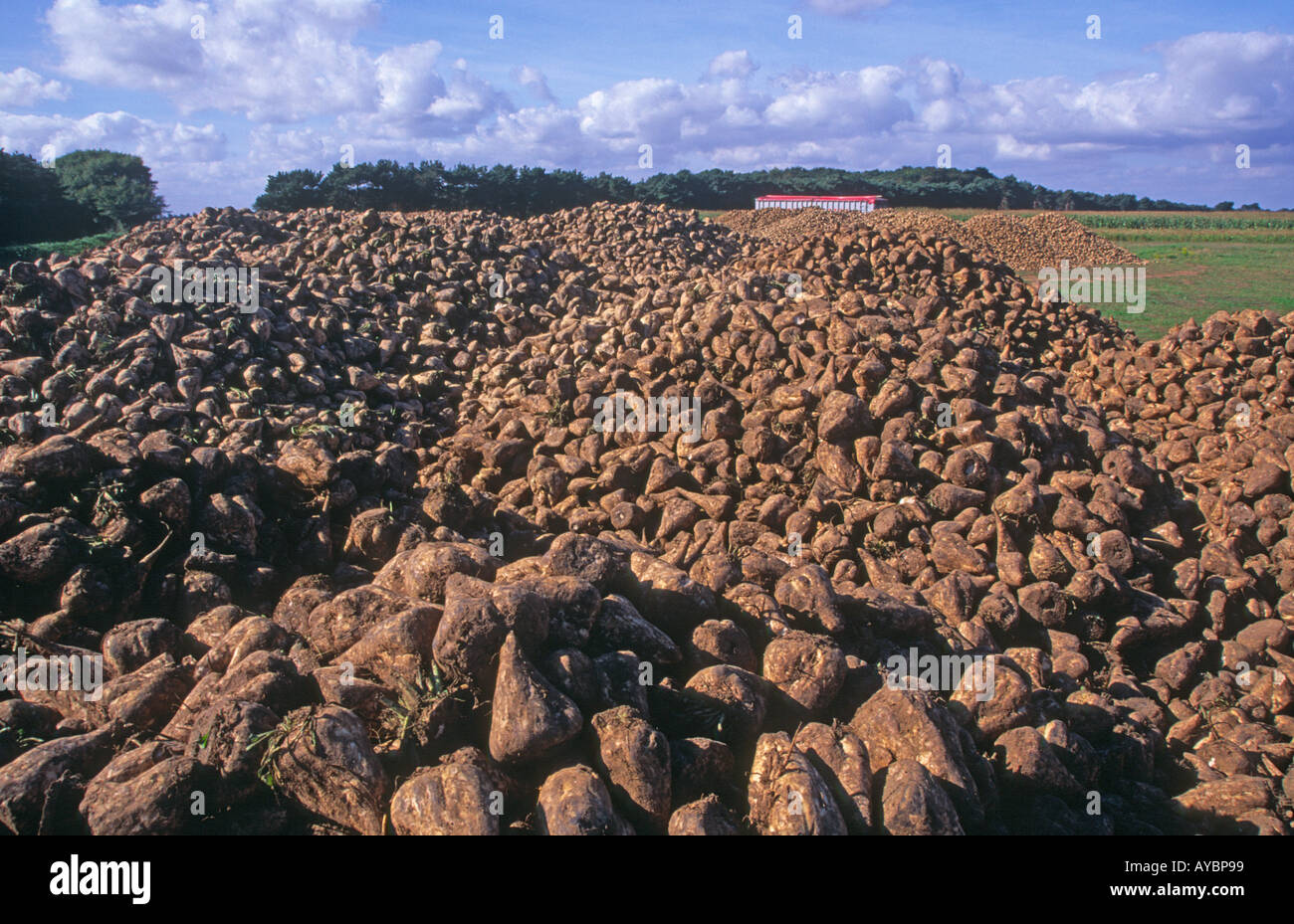 Pile di barbabietola da zucchero in campo Suffolk Inghilterra Foto Stock