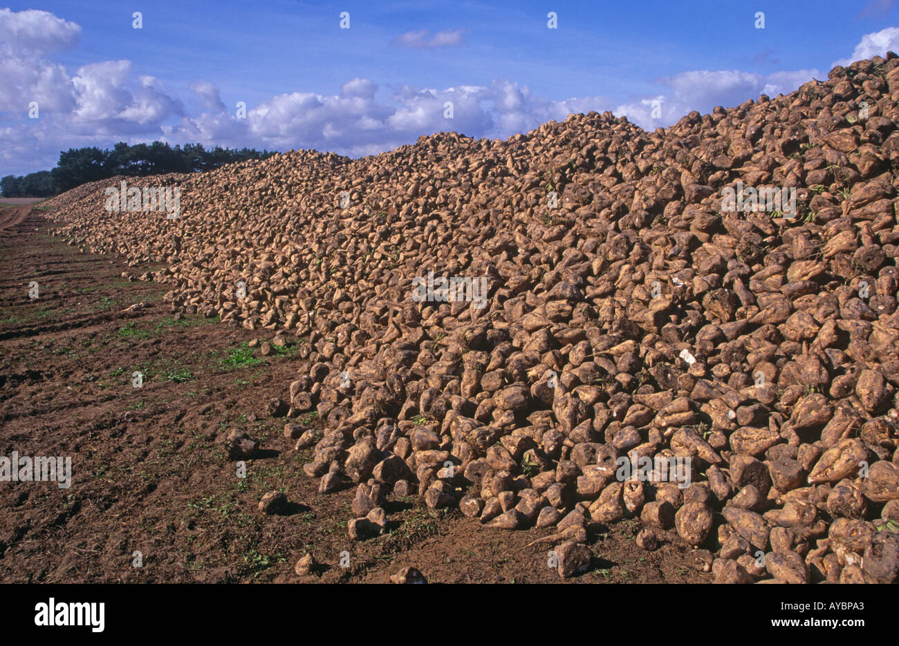 Pile di barbabietola da zucchero in campo Suffolk Inghilterra Foto Stock
