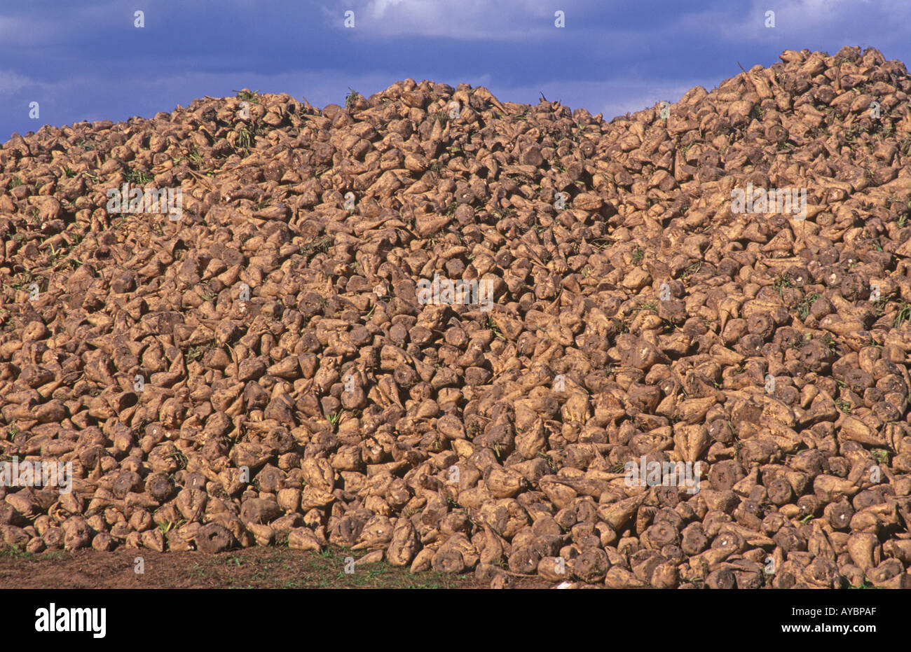 Pile di barbabietola da zucchero in campo Suffolk Inghilterra Foto Stock