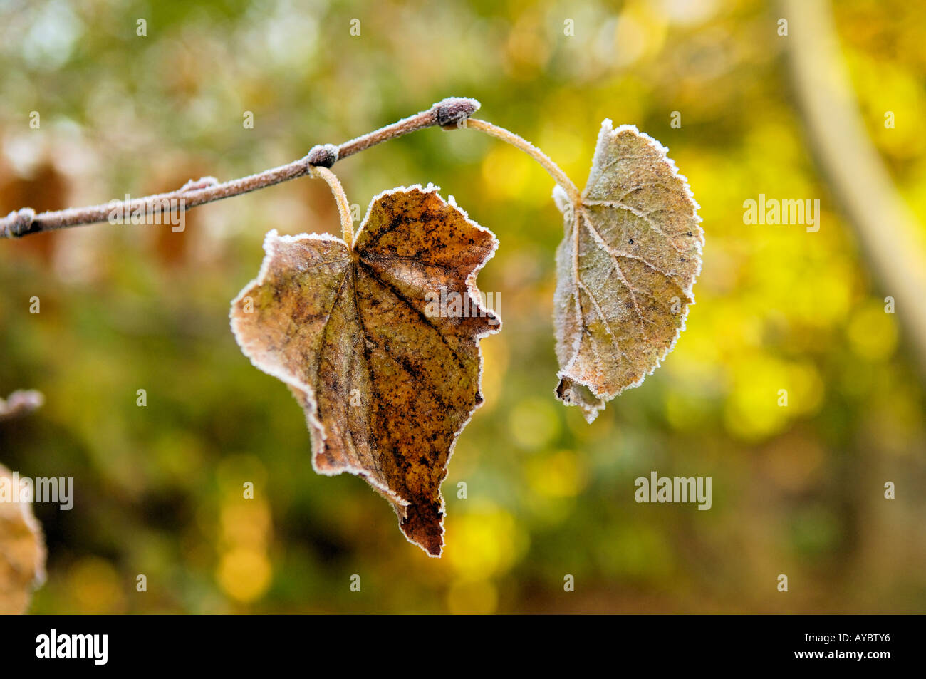 Frosty Foglie di autunno Foto Stock