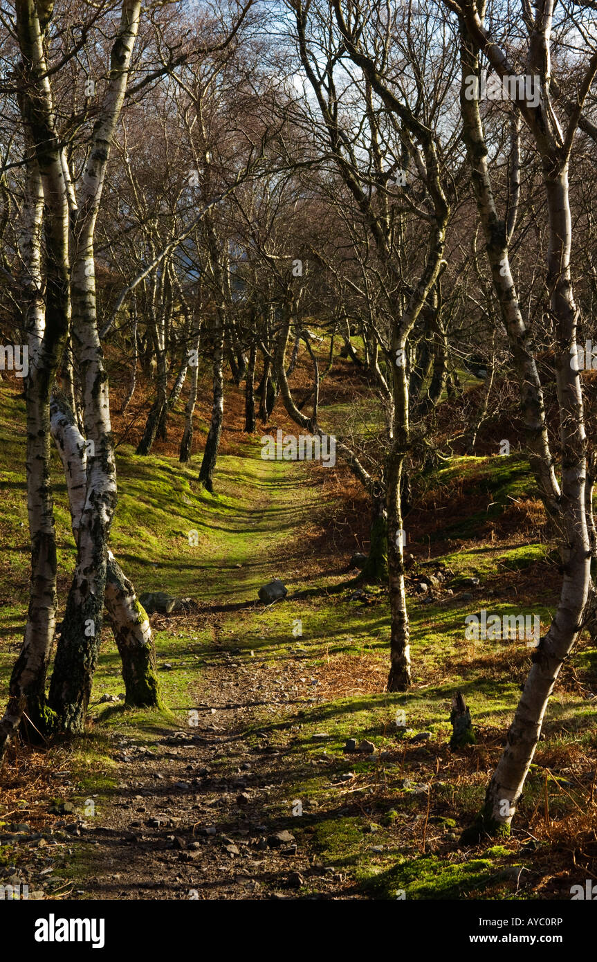 Il Galles, Denbighshire, Vale of Llangollen. Un sentiero conduce attraverso argento naturale bosco di betulle sul bordo di Ruabon Montagna. Foto Stock