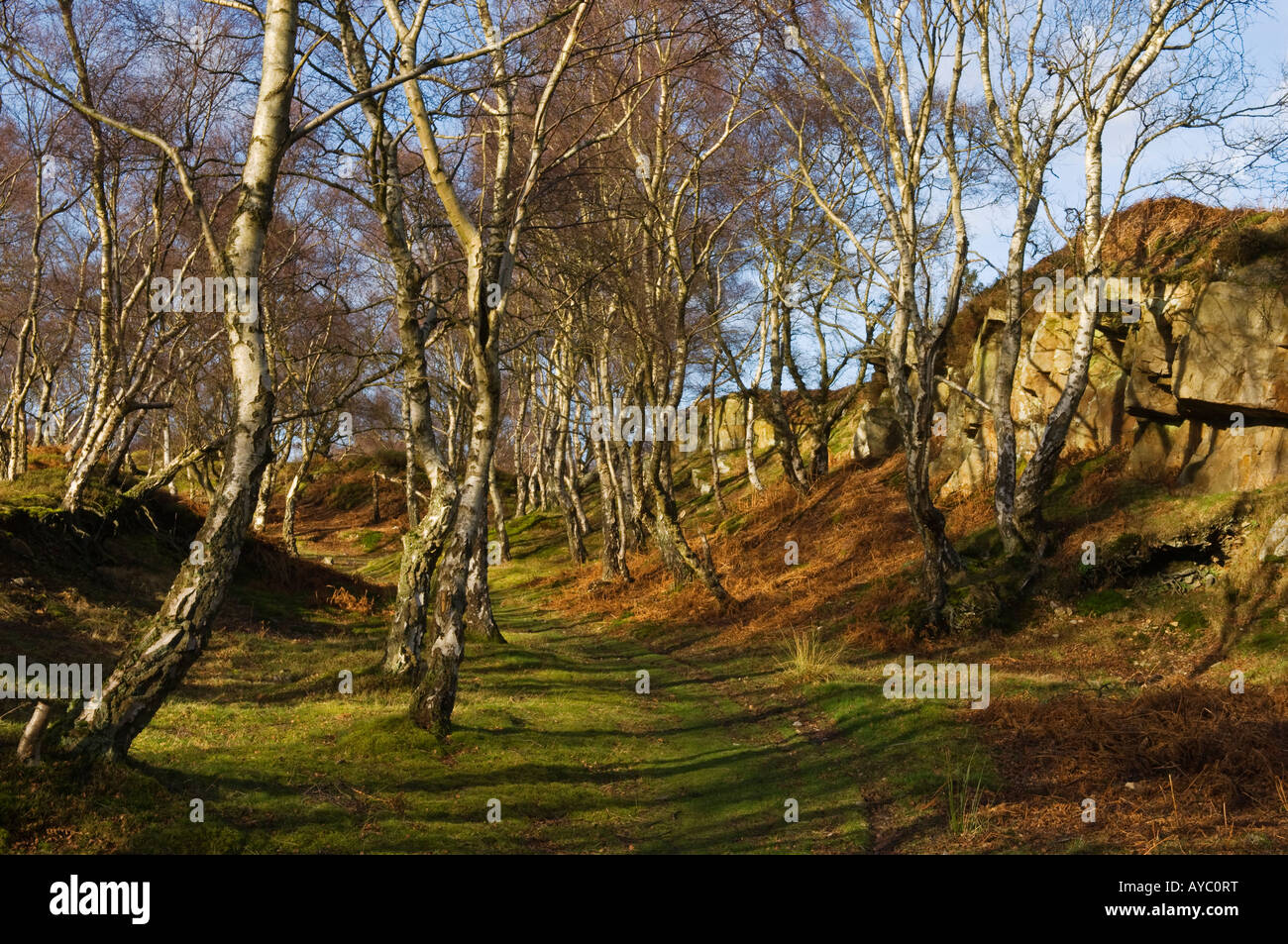 Il Galles, Denbighshire, Vale of Llangollen. Un sentiero conduce attraverso argento naturale bosco di betulle sul bordo di Ruabon Montagna. Foto Stock