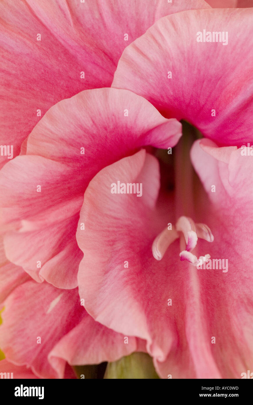 Rosa gladiolus fiore Foto Stock