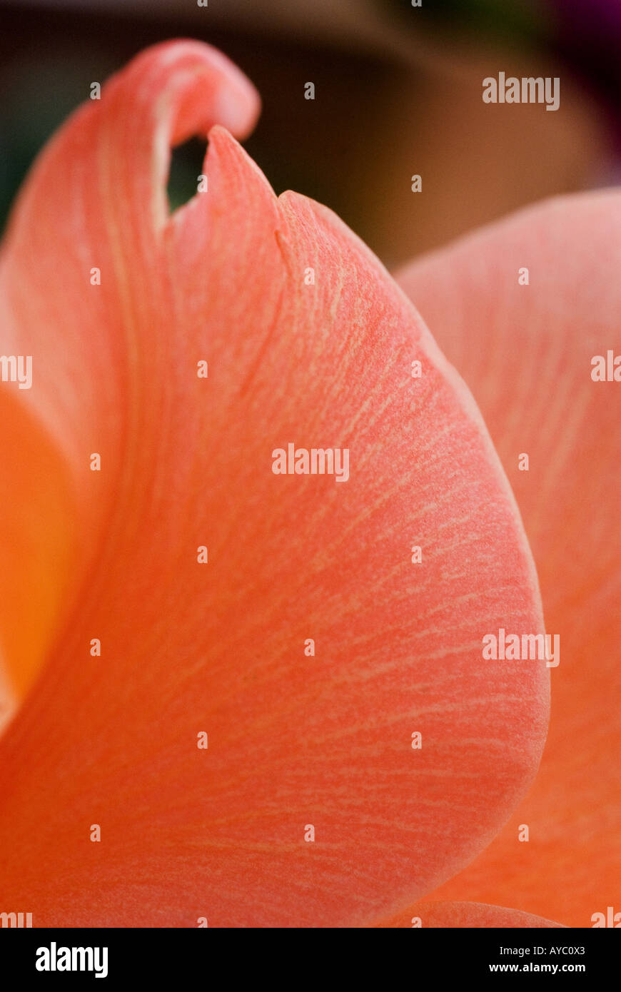 Gladiolus petalo di fiore Foto Stock