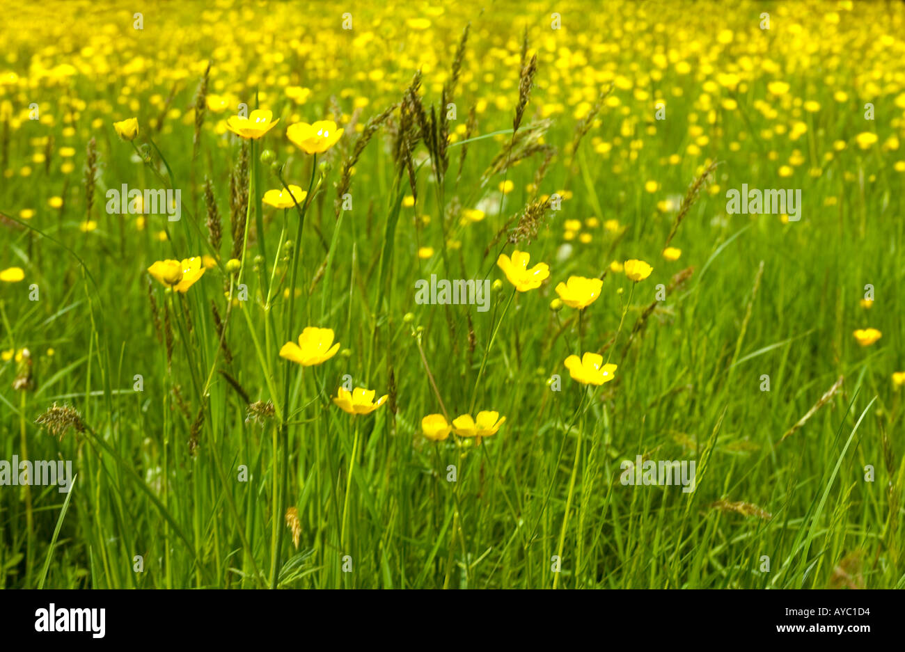 Renoncules in un campo, Carmarthenshire, Wales, Regno Unito. Foto Stock